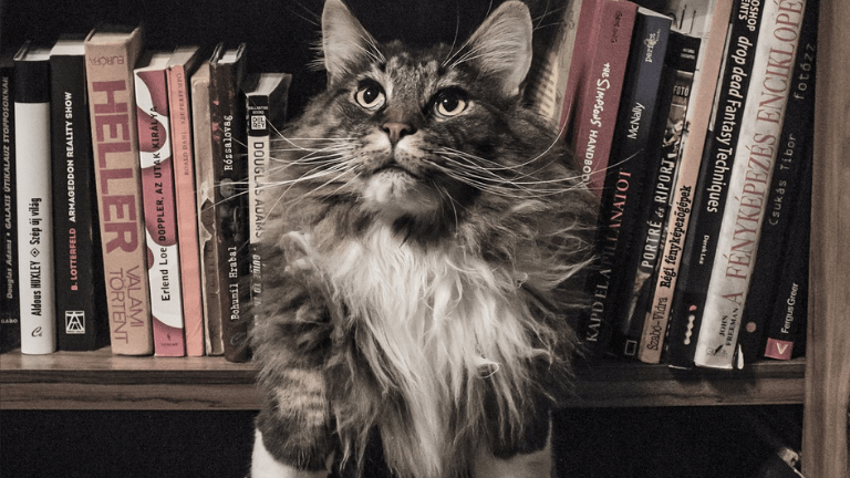 猫本