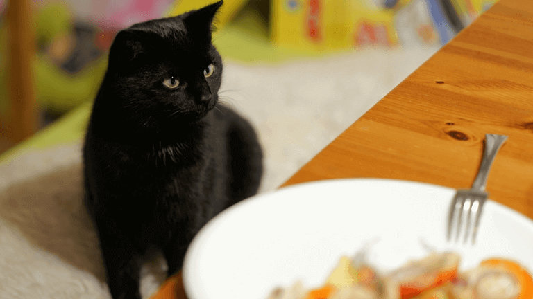 黒猫と食事