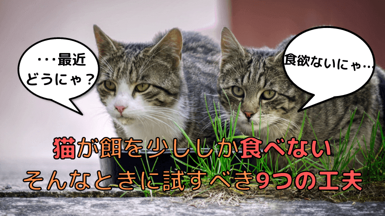 猫が餌を少ししか食べないとき試すべき9つの工夫 実体験も交え解説 猫と生き笑うためのブログ