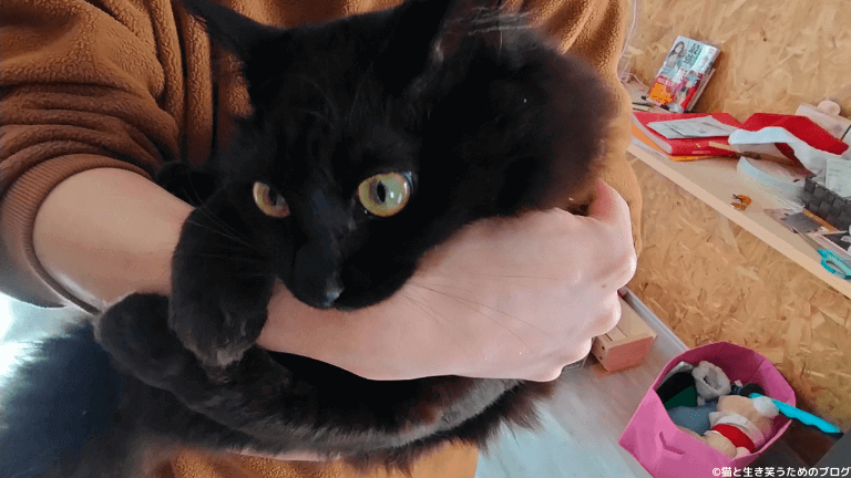 手を噛む黒猫