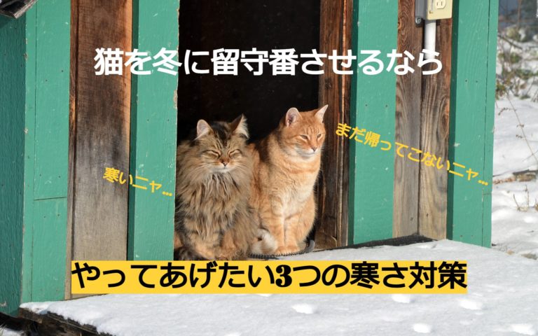 猫の留守番 猫と生き笑うためのブログ