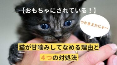 猫に甘噛みをやめさせる5つのSTEP【しつけ】よりも重要な環境作りとは 