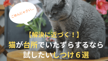 猫の台所対策【盗み食い】は絶対ダメ！NG食材7つu0026いたずらを防ぐコツ 