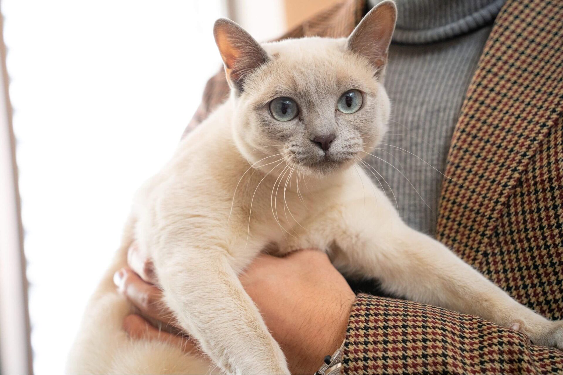 若手起業家】細川健吾に猫取材｜「猫は我が子のような存在」│猫と生き 