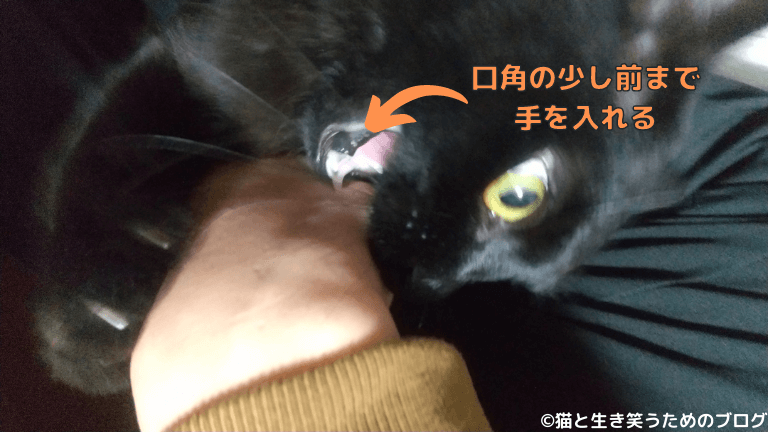 子猫の甘噛みいつまで続いた 試した８つのしつけ方と体験談を解説 猫と生き笑うためのブログ