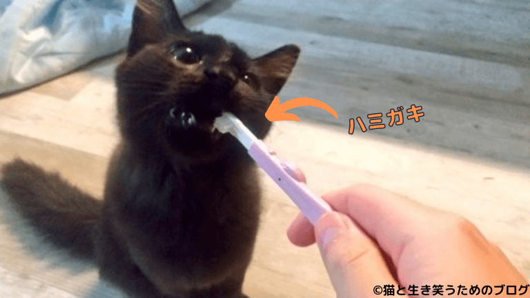 猫の噛み癖