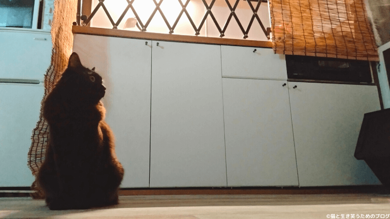 黒猫とキッチン