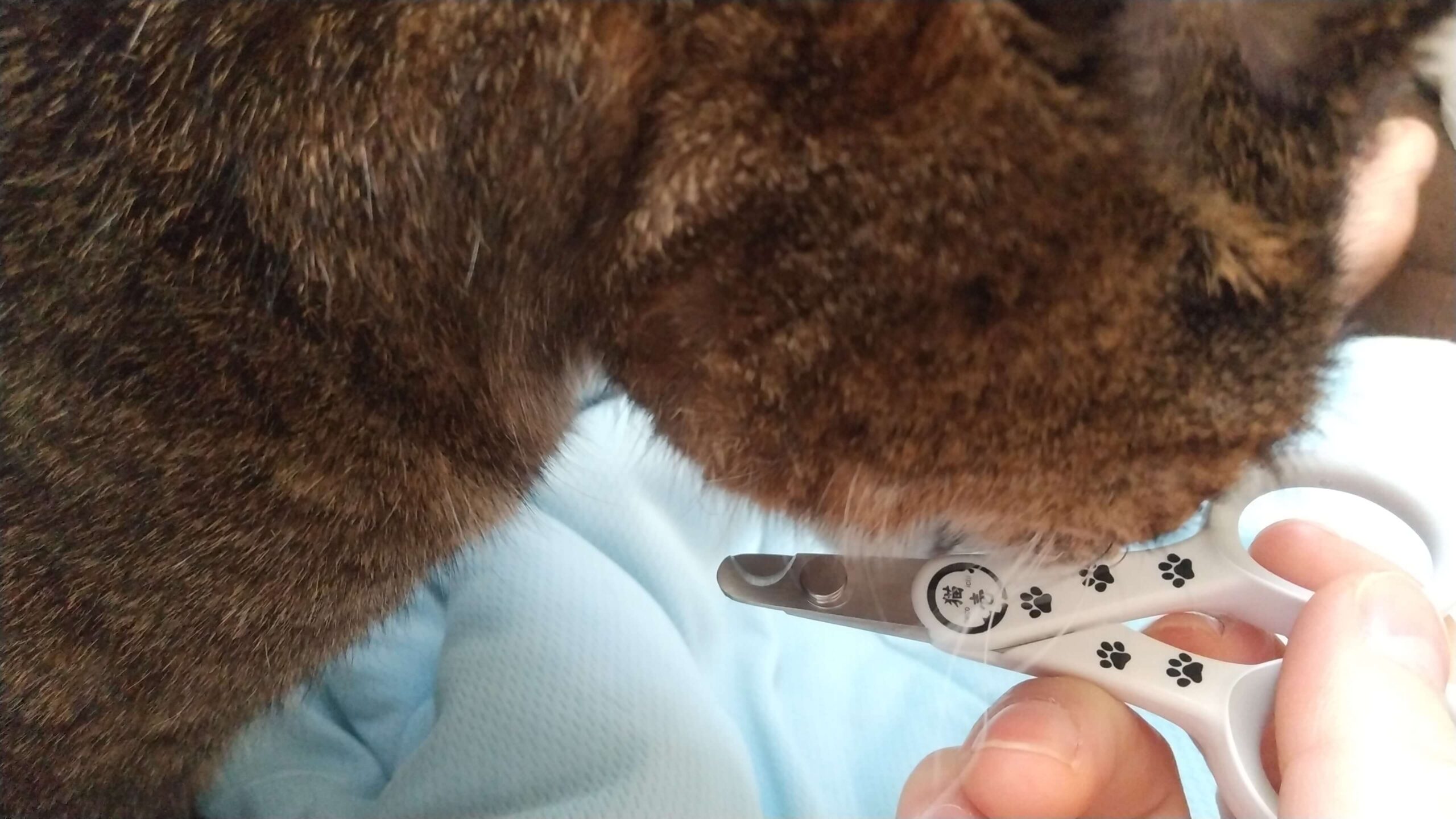 猫壱猫用爪切り厚さ