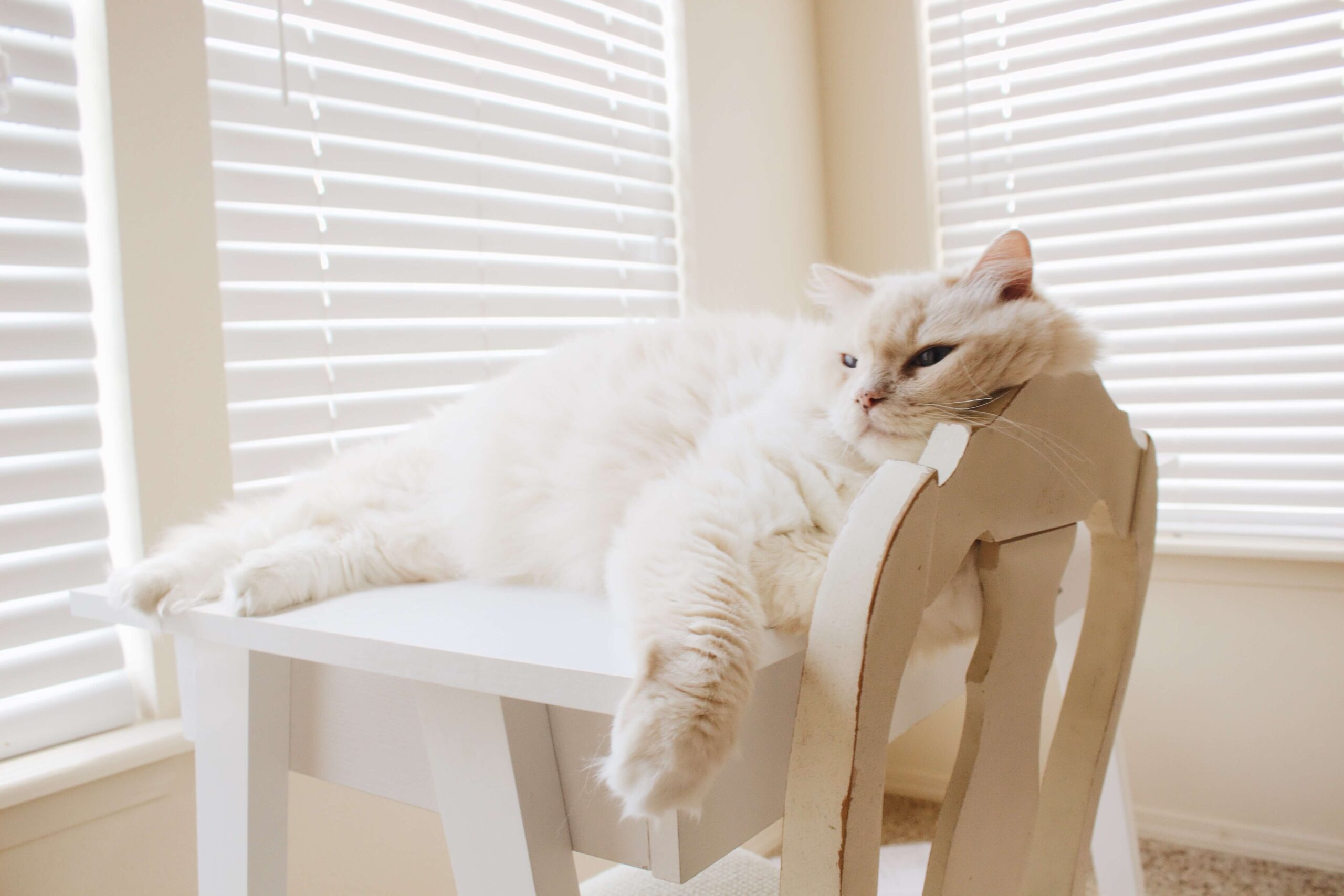 21年度版 オススメ キッチン猫よけグッズ7選 猫と生き笑うためのブログ