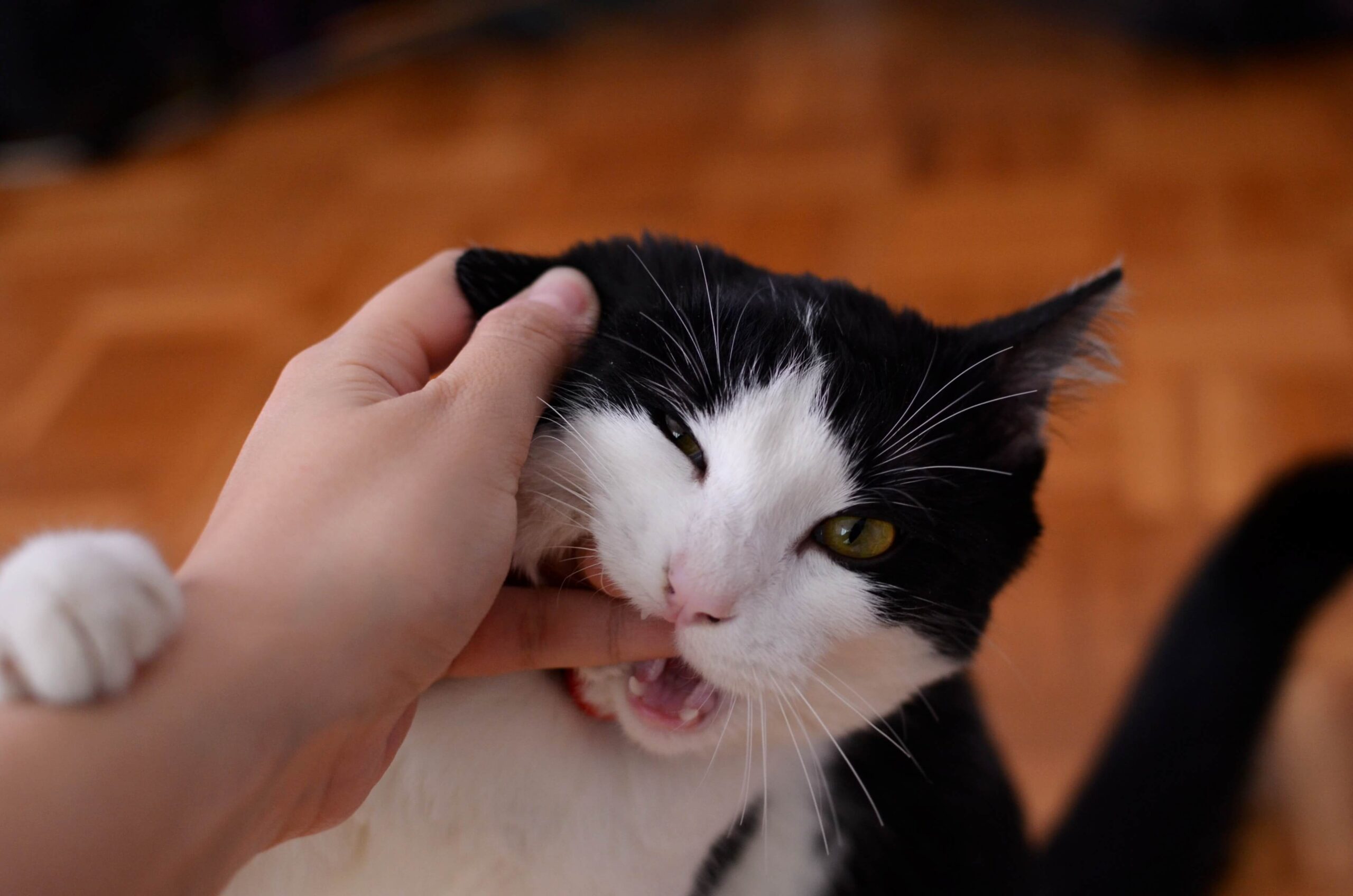 かなり痛い 猫の甘噛みキックに対抗する５つの行動 猫と生き笑うためのブログ