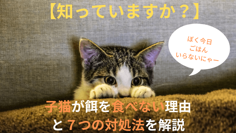 知っていますか 子猫が餌を食べない理由と７つの対処法を解説 猫と生き笑うためのブログ