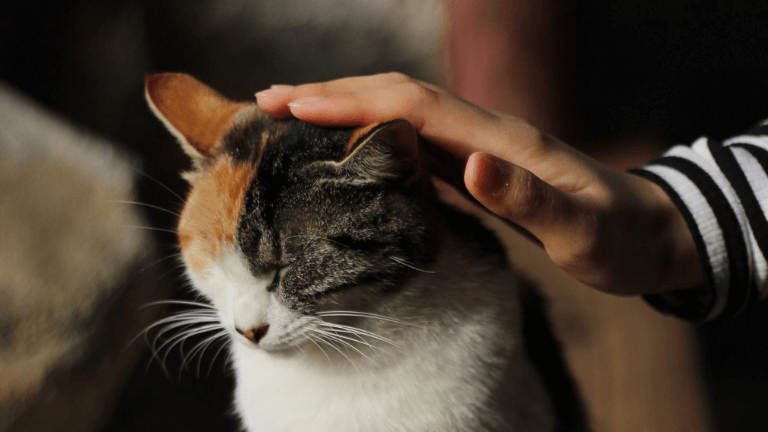 猫嫌われる人特徴