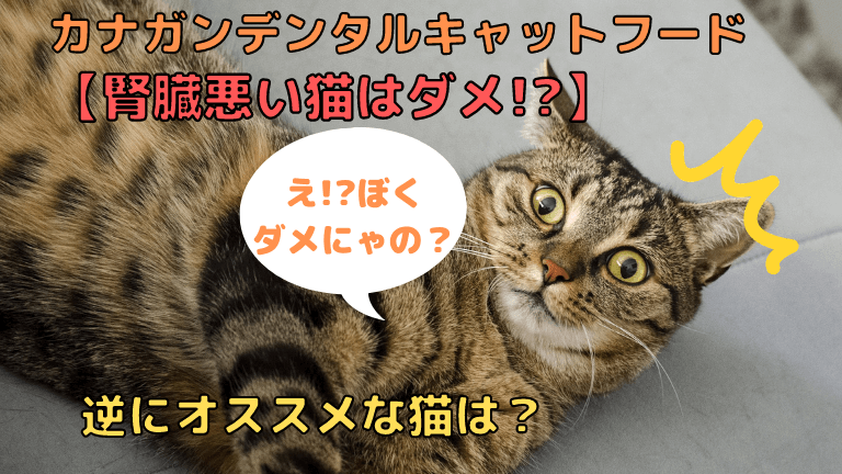 知らないと嫌われる 猫の嫌いな色は 色 避けるべきストレス色３選を解説 猫と生き笑うためのブログ