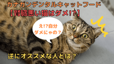 カナガンデンタルキャットフード【腎臓悪い猫には微妙】オススメは 