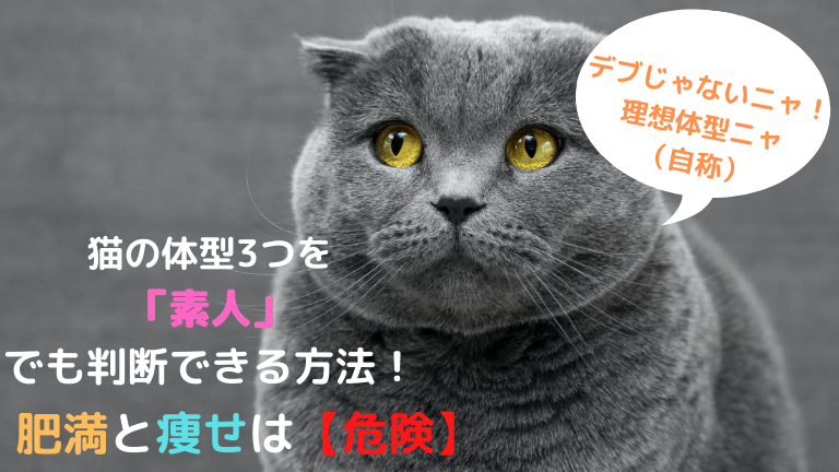 猫の体型3つを「素人」でも判断できる方法！肥満と痩せは【危険】│猫 