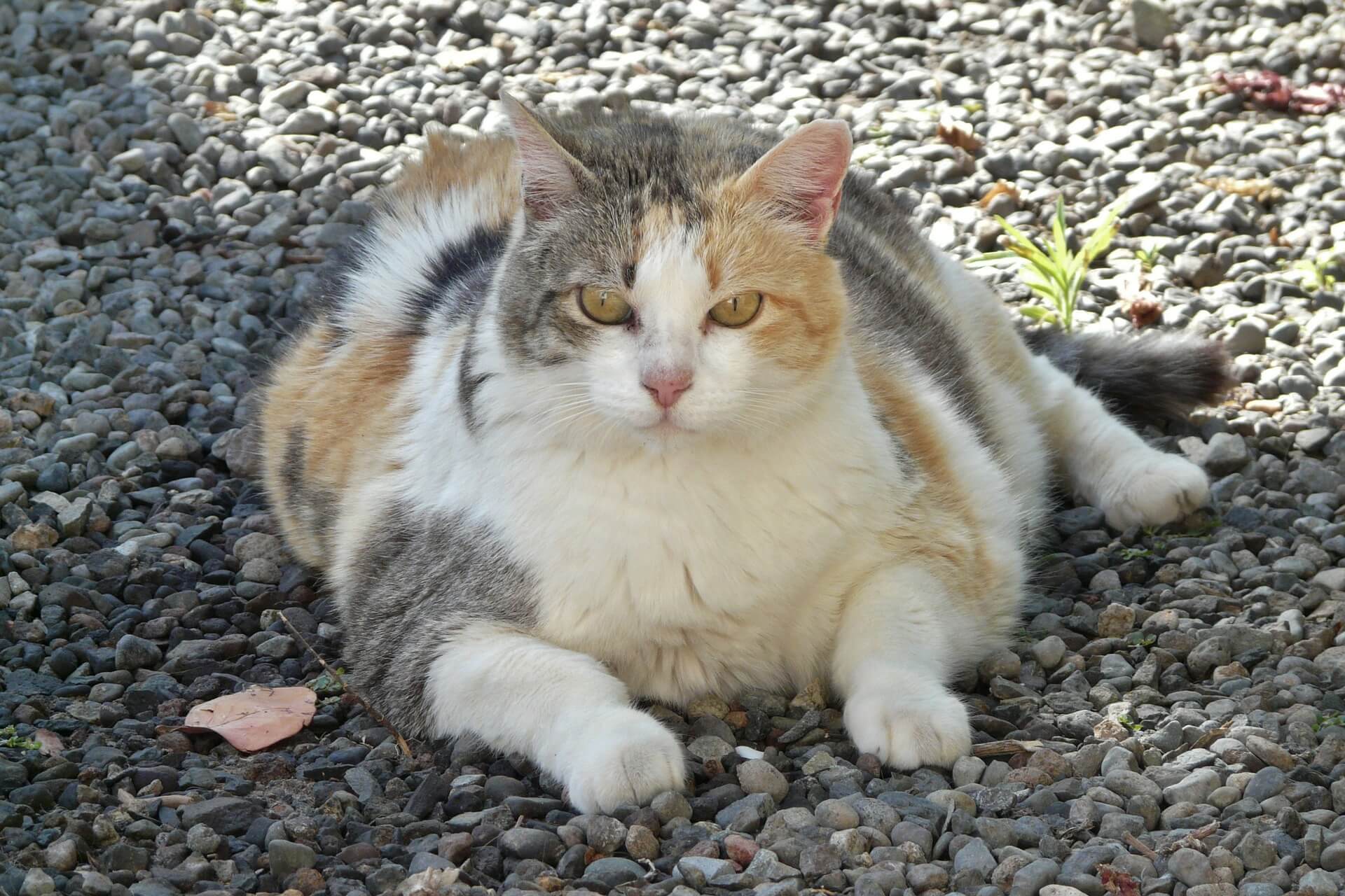 猫体型