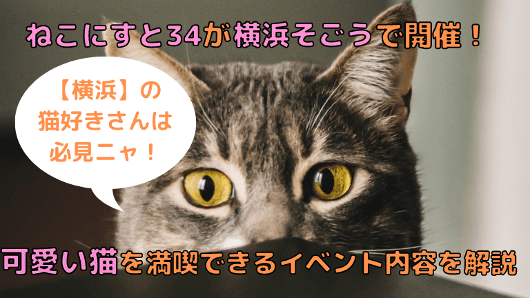 ねこにすと34が横浜そごうで開催 可愛い猫を満喫できるイベント内容を解説 猫と生き笑うためのブログ
