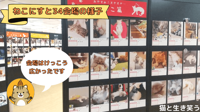 ねこにすと34