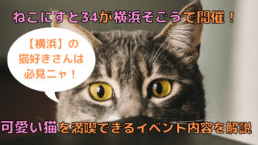ねこにすと34が横浜そごうで開催！可愛い猫を満喫できるイベント内容を解説