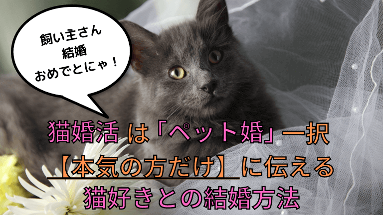 猫好き│猫と生き笑うためのブログ