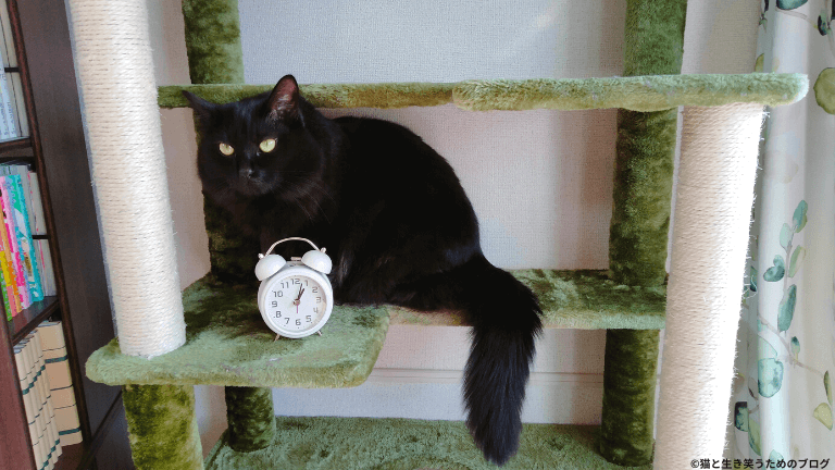 黒猫と時計