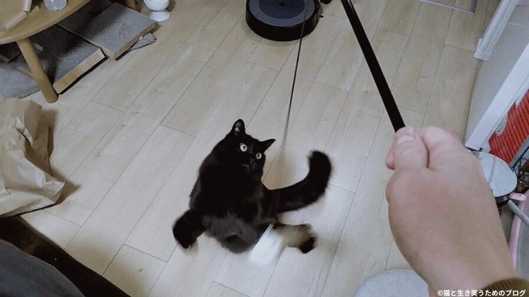 黒猫と遊び道具