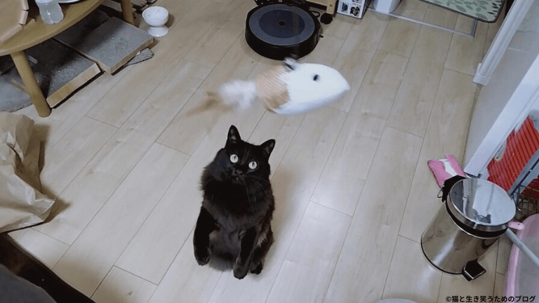 黒猫とおもちゃ