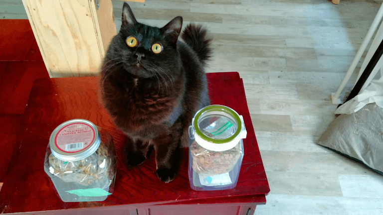 黒猫キャットフード保存容器
