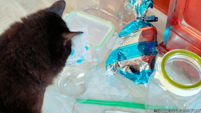 キャットフード保存容器と黒猫