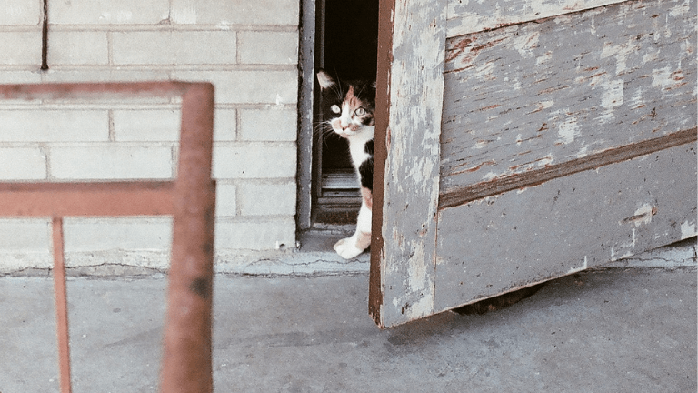 猫脱走防止対策