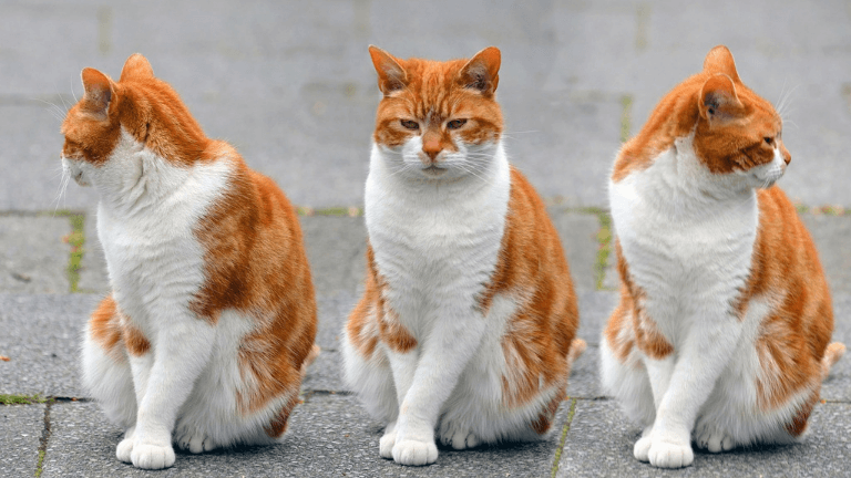 猫と金