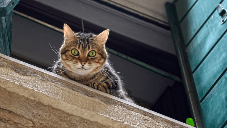 猫脱走防止対策