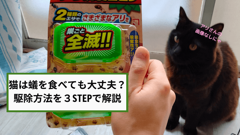 虫画像なし 猫は蟻を食べても大丈夫 駆除方法を３stepで解説 猫と生き笑うためのブログ