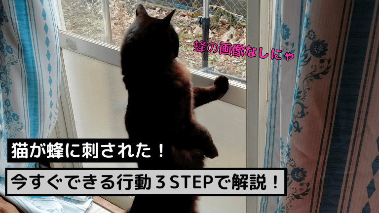 猫が蜂に刺された 今できる行動を３stepで解説 虫画像なし 猫と生き笑うためのブログ