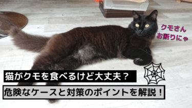 虫画像なし 猫は蟻を食べても大丈夫 駆除方法を３stepで解説 猫と生き笑うためのブログ