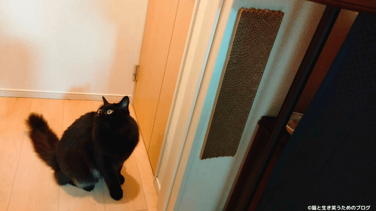 壁にある爪とぎ板と黒猫