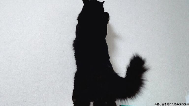 壁に爪とぎする黒猫
