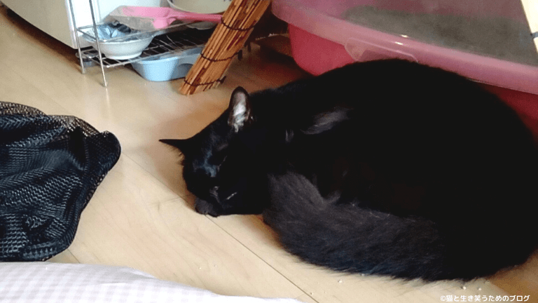トイレ近くで眠る黒猫