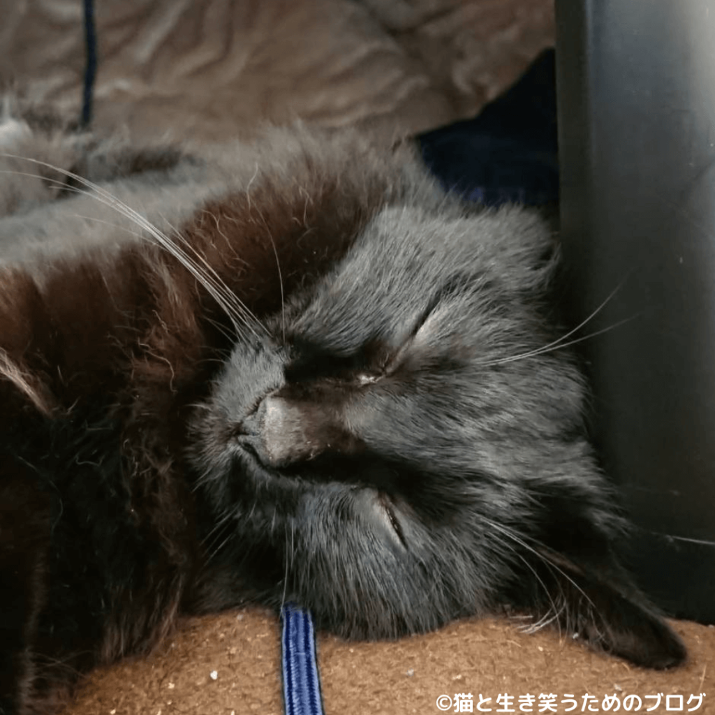 黒猫