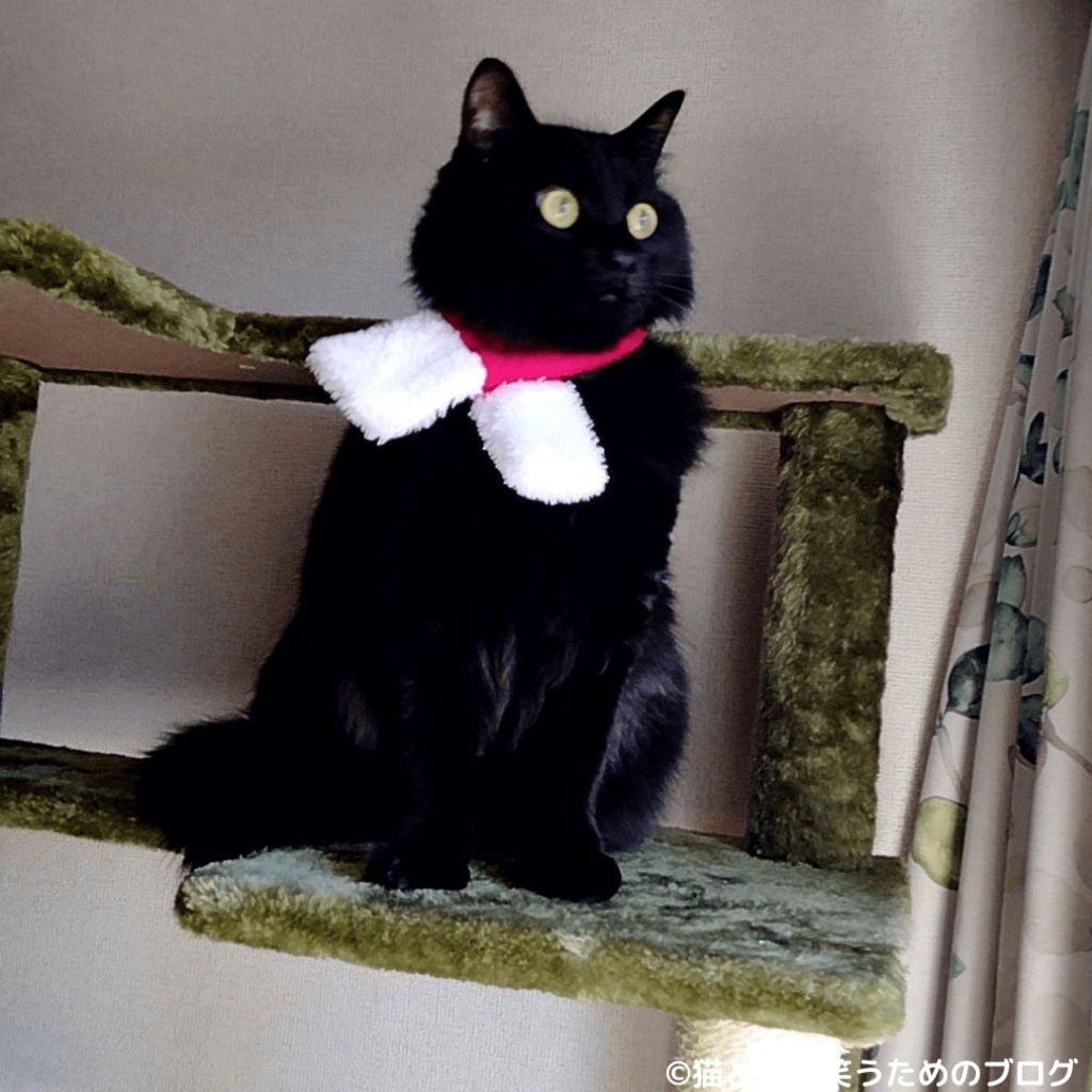 黒猫サンタ