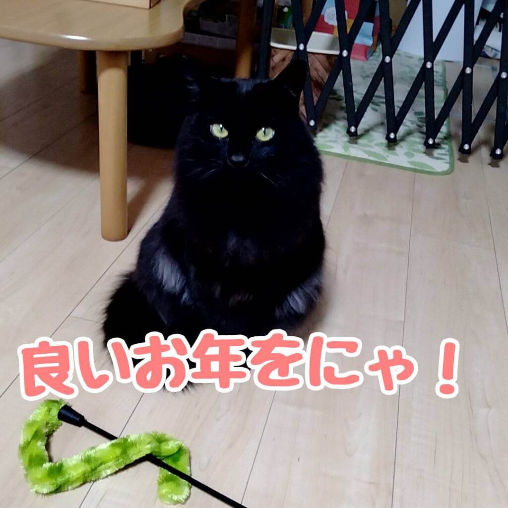 黒猫