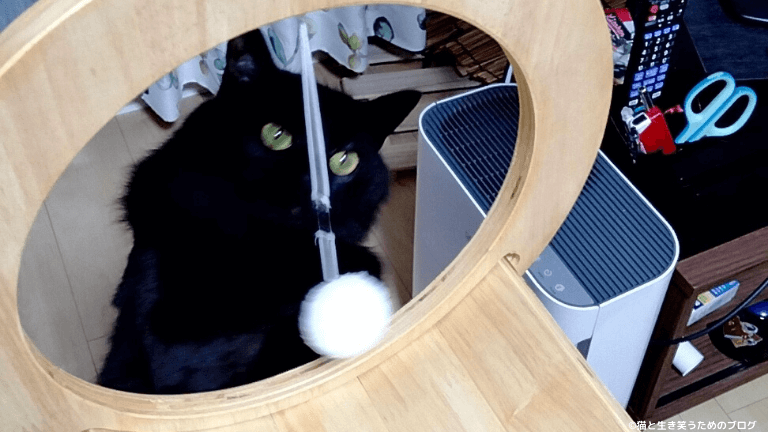 黒猫キャットタワー毛玉ボール