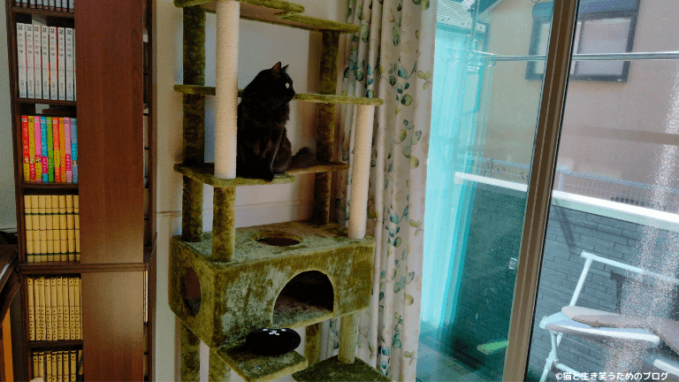 黒猫とキャットタワー