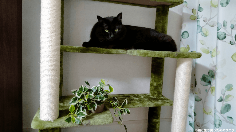猫とフェイク植物