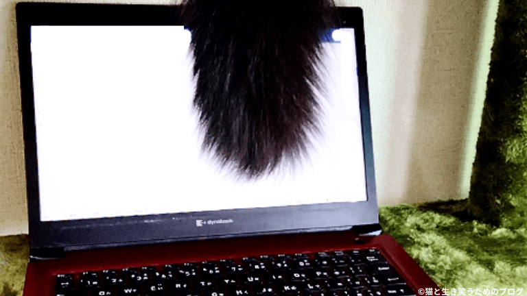 黒猫のしっぽとパソコン