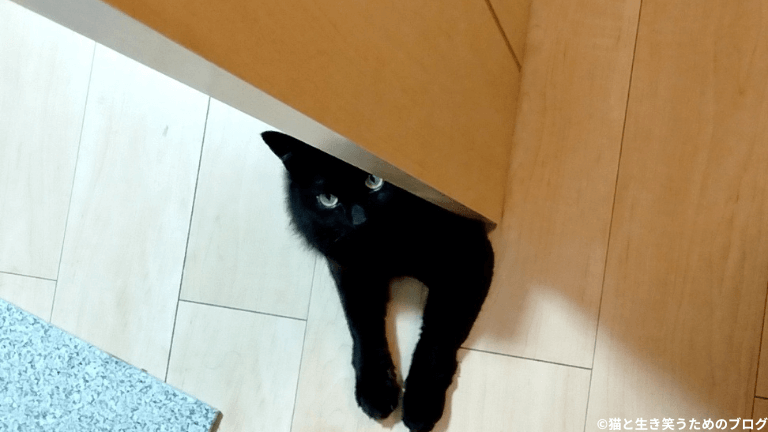 寝室前にいすわる黒猫