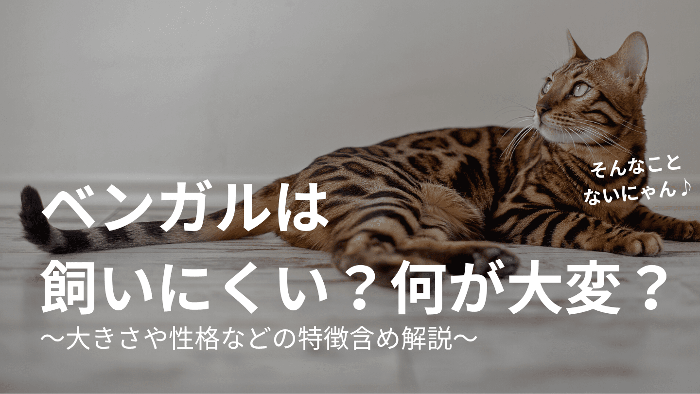 猫のベンガルは飼いにくい？何が大変？大きさや性格などの特徴含め解説 | 猫と生き笑うためのブログ