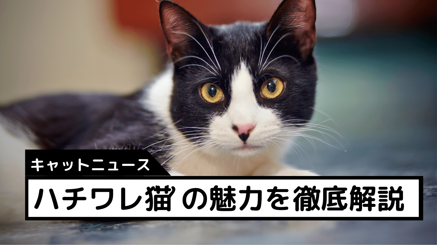 猫 アンモニャイト クロネコ ハチワレ