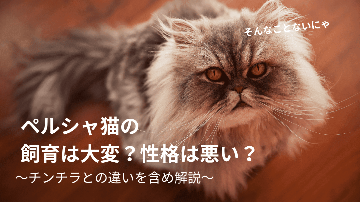 ペルシャ猫の飼育は大変?性格は悪い?チンチラとの違いを含め詳しく解説 | 猫と生き笑うためのブログ