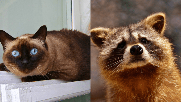 シャム猫とタヌキ